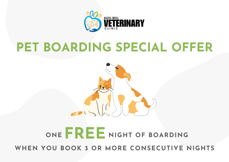 Carousel Slide 2: Pet Boarding >
